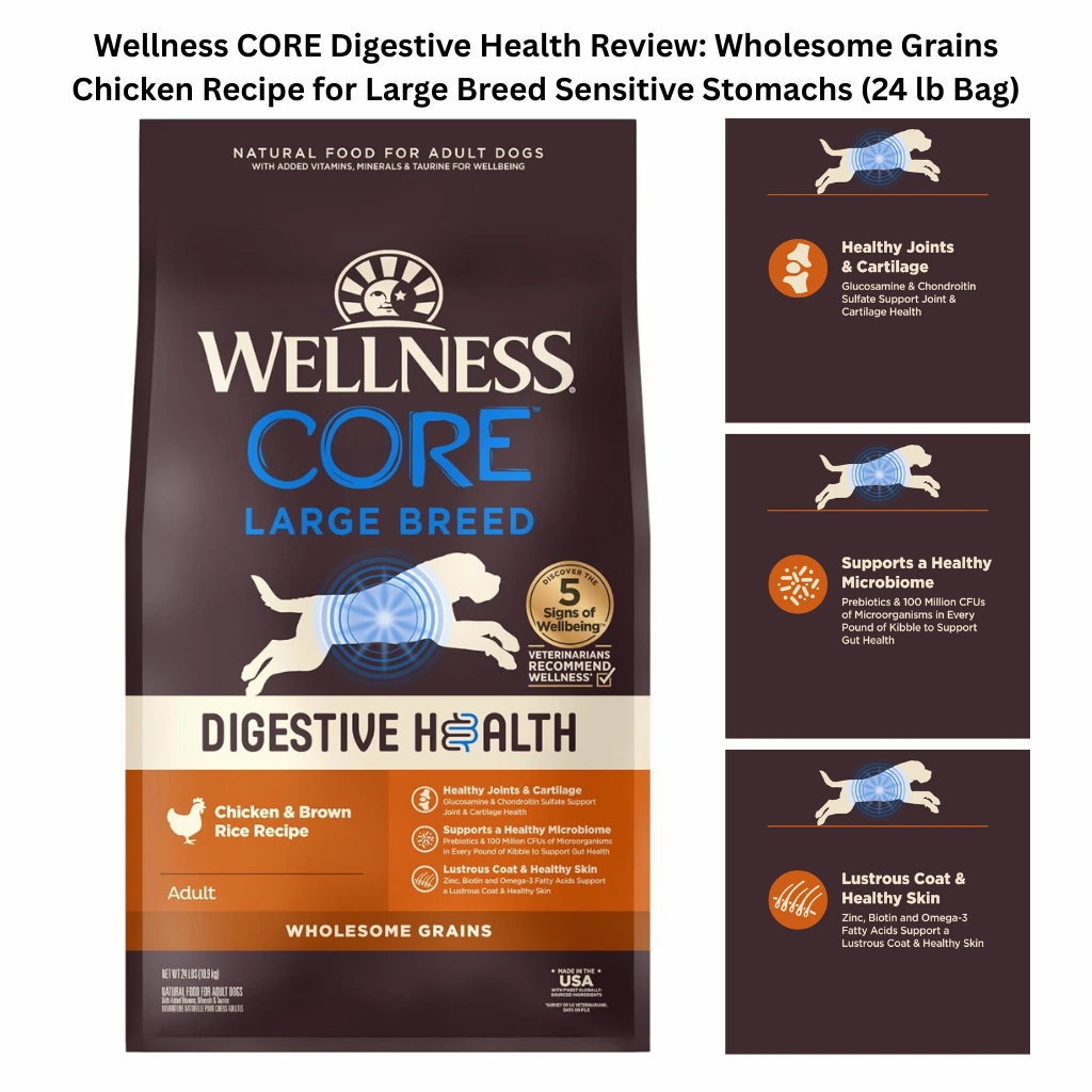 Infographic for Wellness CORE Digestive Health Large Breed dry dog food (24 lb bag), highlighting wholesome grains, chicken and brown rice recipe, and benefits for healthy joints, a supported microbiome, and a lustrous coat.
