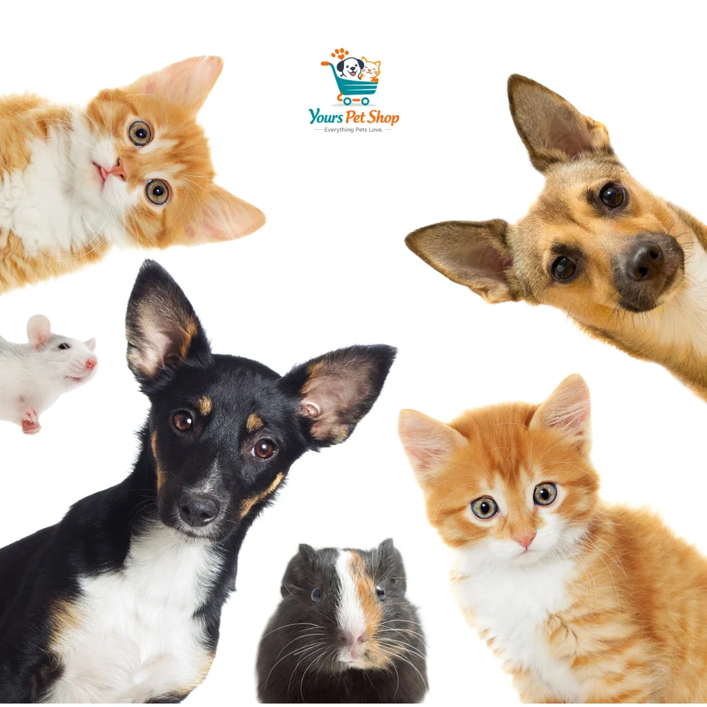 Dogs, cats, and small pets representing the diversity of pets cared for at Yours Pet Shop