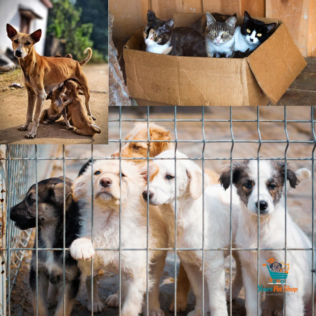 Rescued dogs and cats in shelters, highlighting animal care, compassion, and adoption awareness