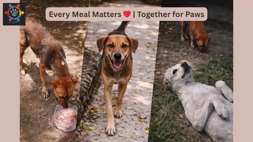 Together4Paws volunteers feeding and caring for happy stray dogs as part of Yours Pet Shop animal welfare mission