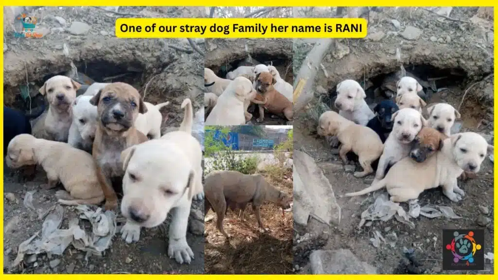 Stray dog family rescued and fed daily by Together4Paws volunteer team in Karachi Pakistan