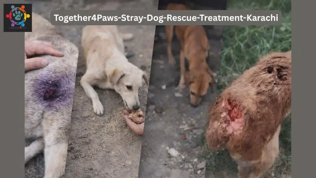 Injured stray dogs receiving care and feeding by Together4Paws rescue volunteers in Karachi